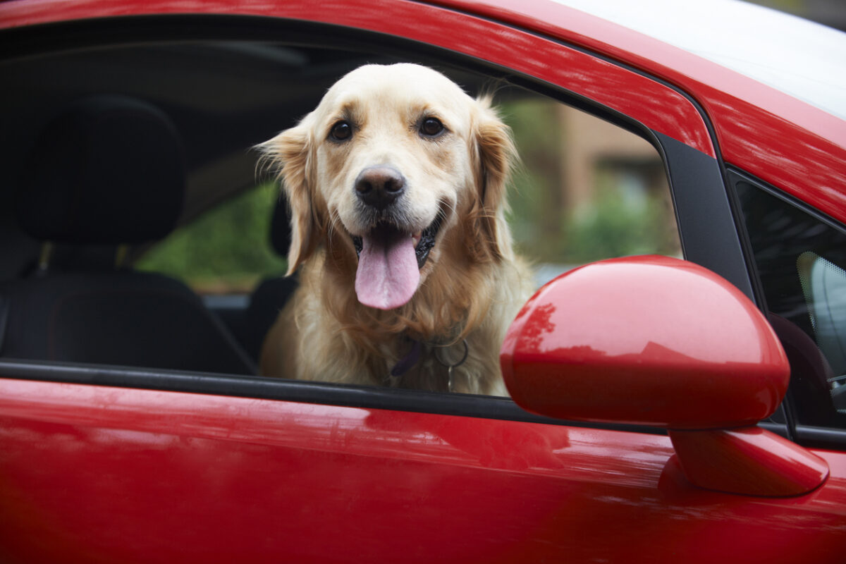 How to Drive with Your Dog: K9 Travel Tips