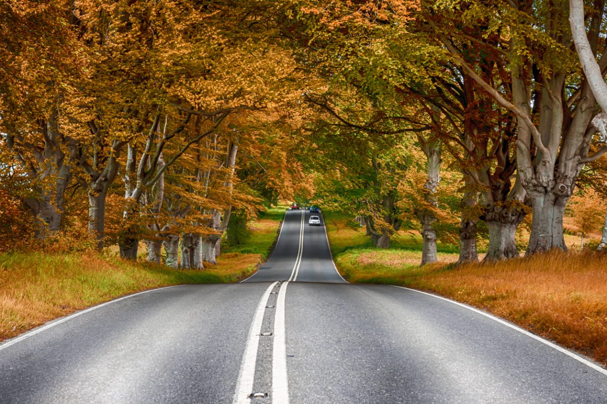 Road in Autumn With Car